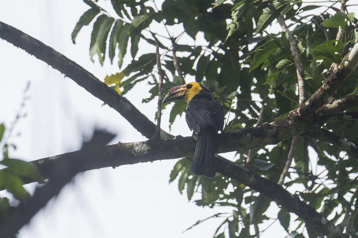 Sulawesi Hornbill (Sanford's) - ML644199866