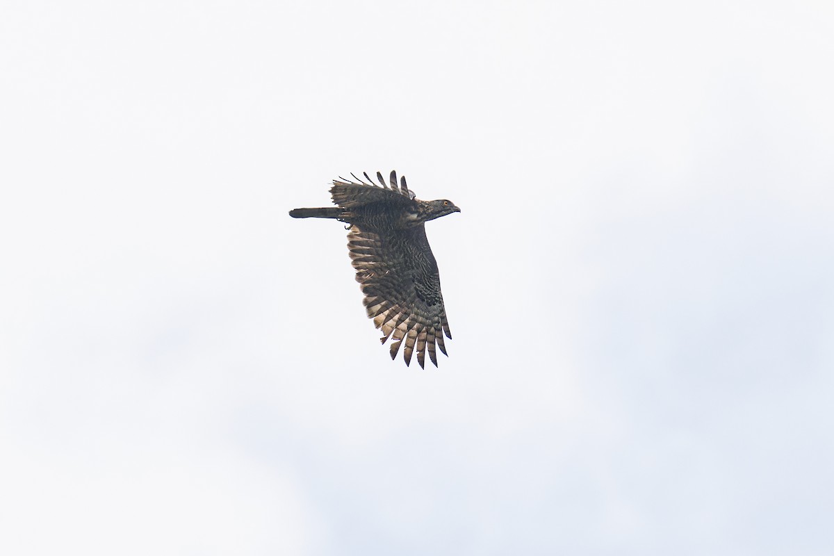 Sulawesi Honey-buzzard - ML644199867