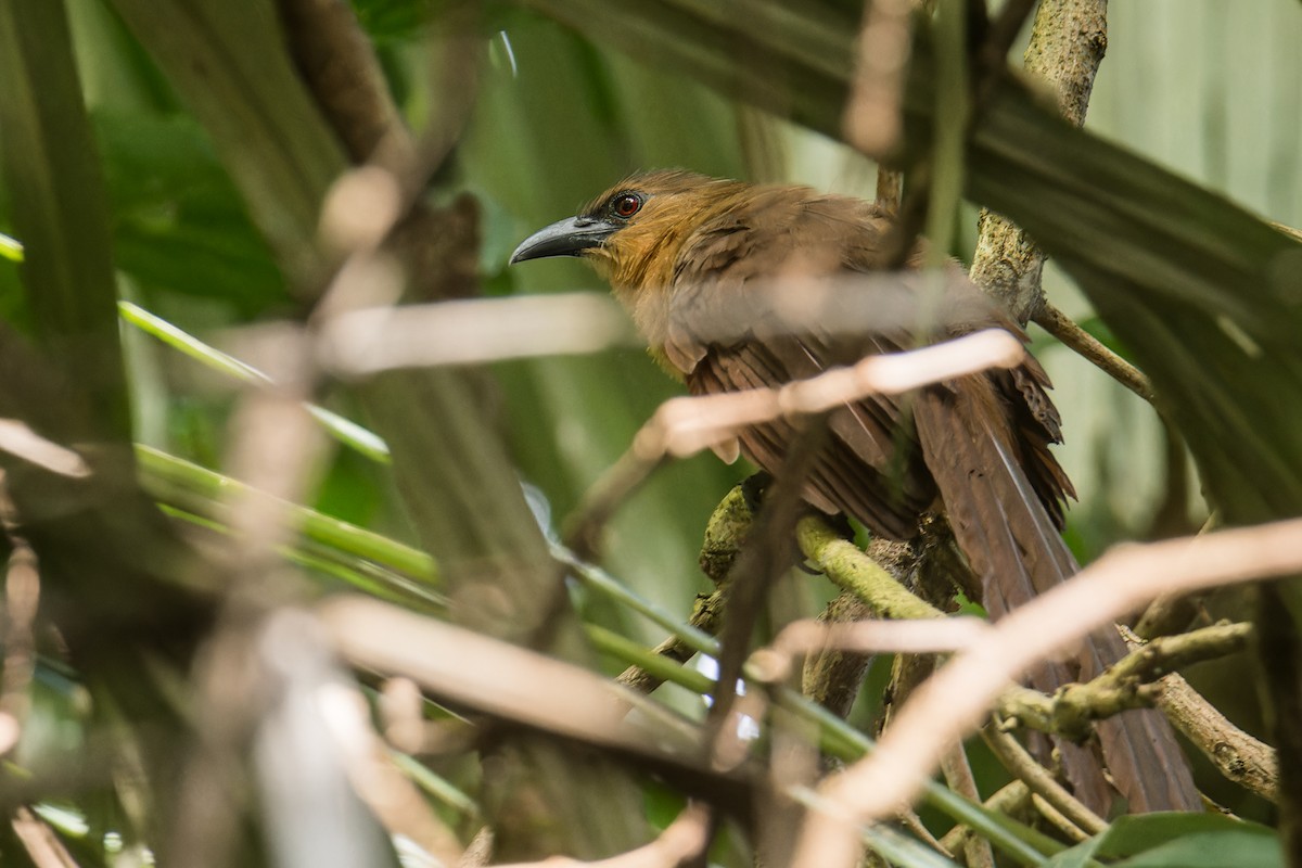 Bay Coucal - ML644199868