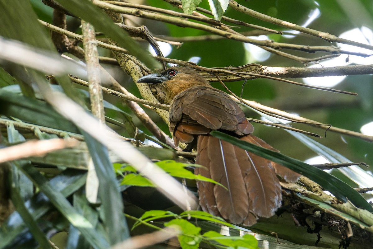 Bay Coucal - ML644199869