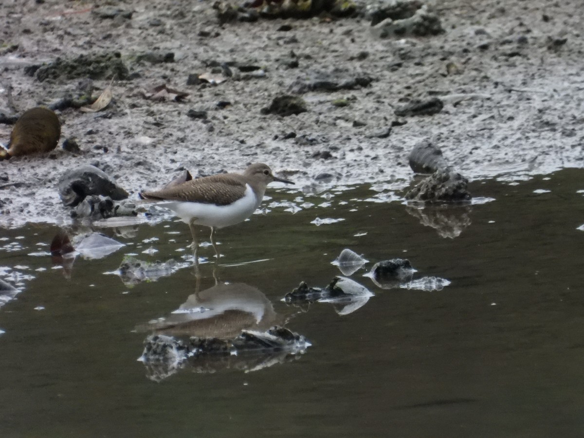 Common Sandpiper - ML644199870