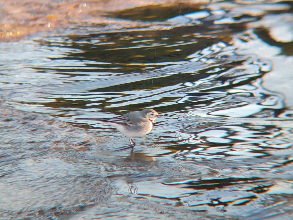 White Wagtail - ML644199871
