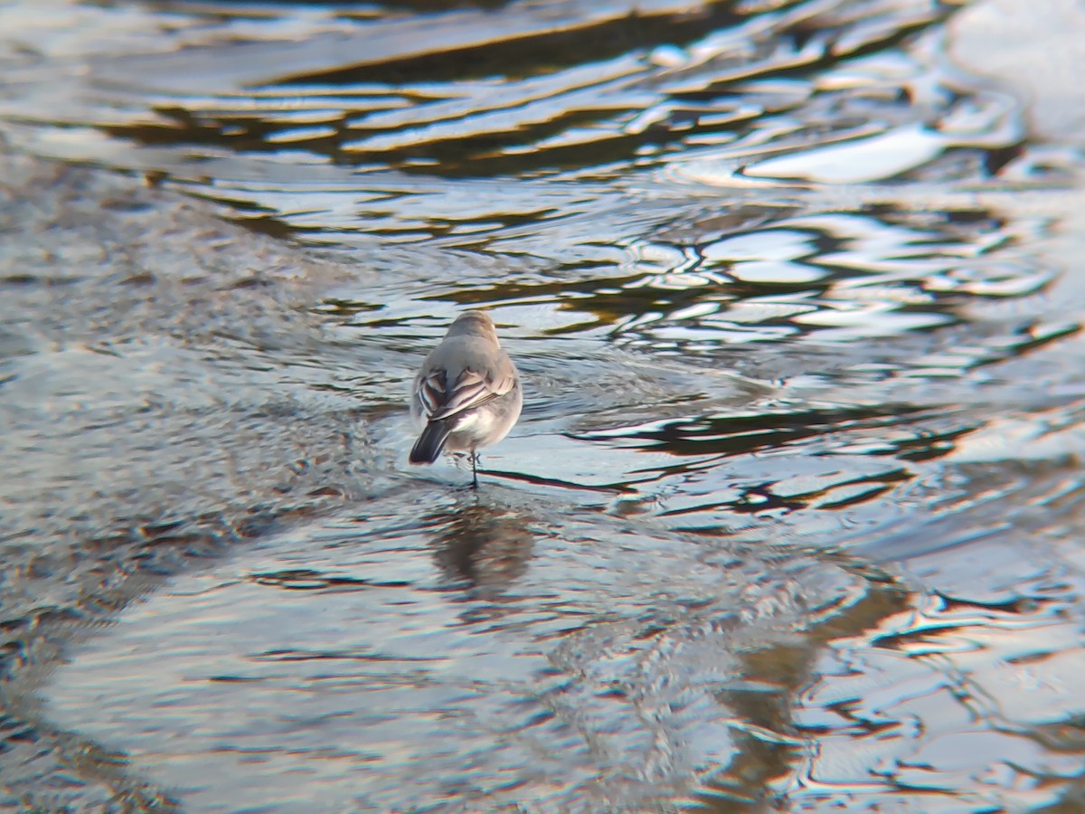 White Wagtail - ML644199872
