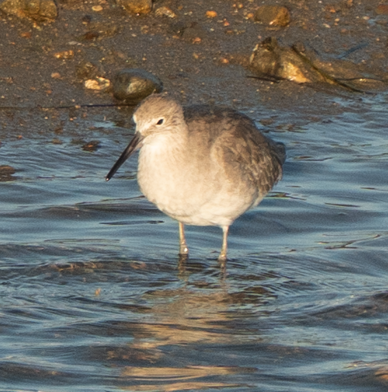 Willet - ML644199880