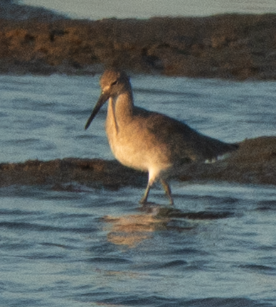 Willet - ML644199881