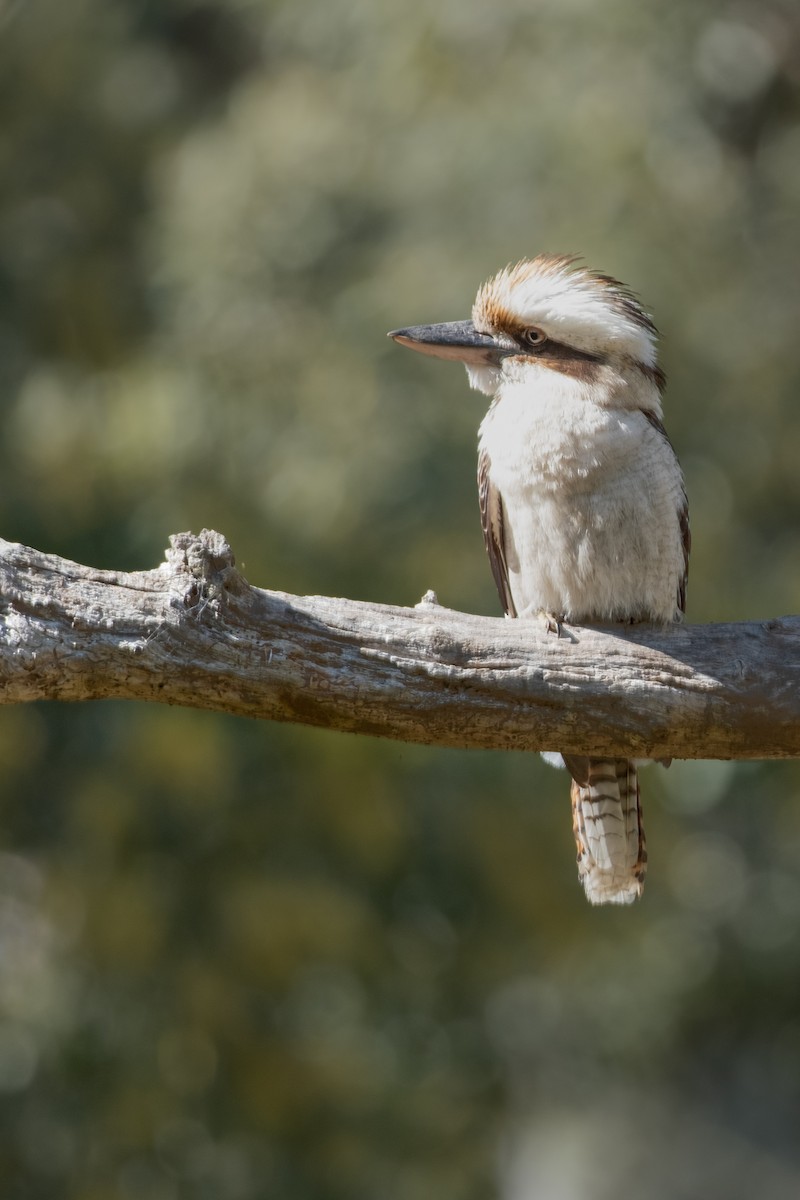 Laughing Kookaburra - ML644199899