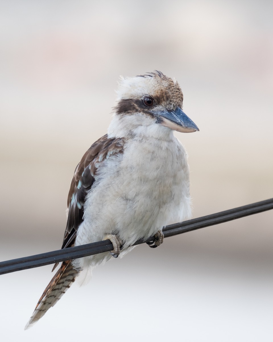 Laughing Kookaburra - ML644199900