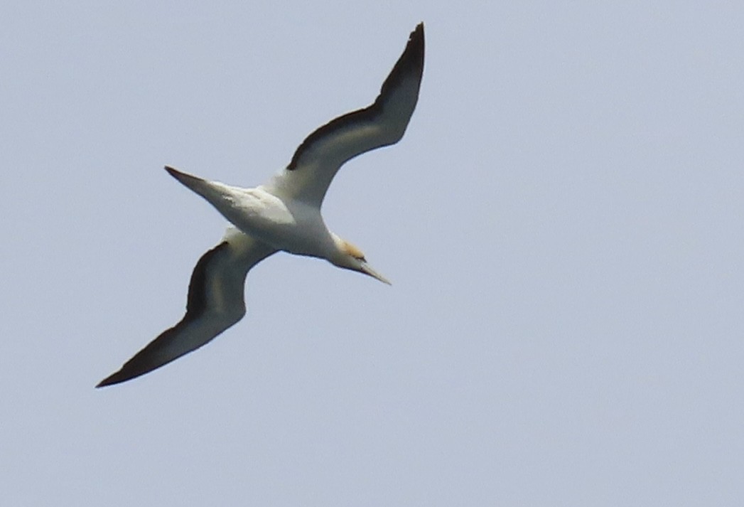 Avustralya Sümsüğü - ML644199904