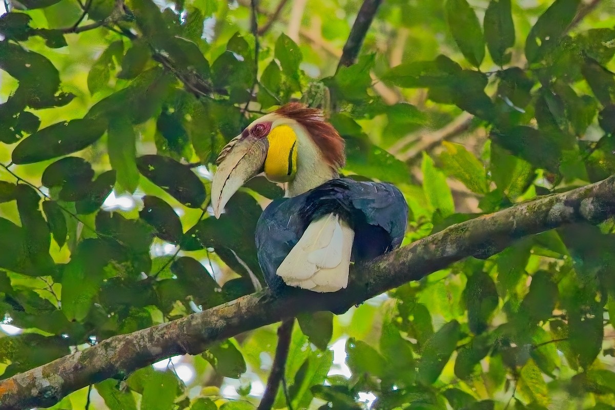 Wreathed Hornbill - ML644199918