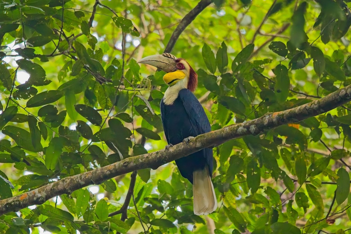 Wreathed Hornbill - ML644199919