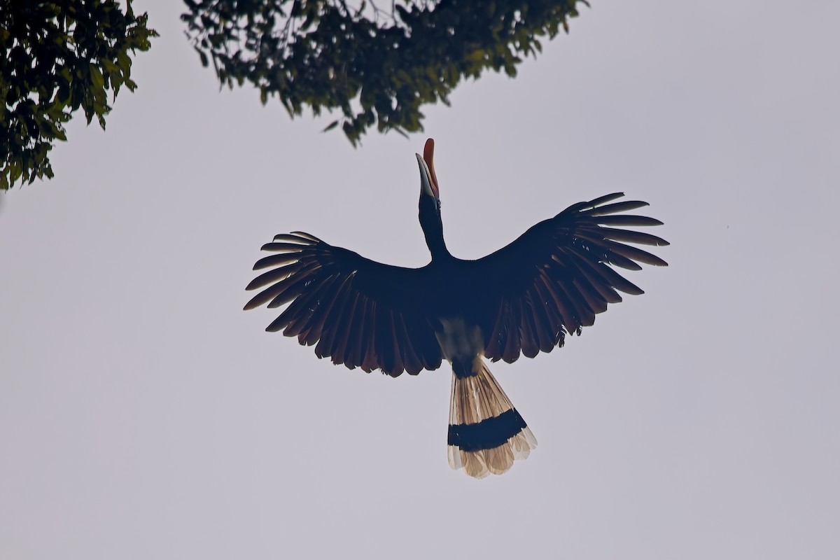 Rhinoceros Hornbill - ML644199920