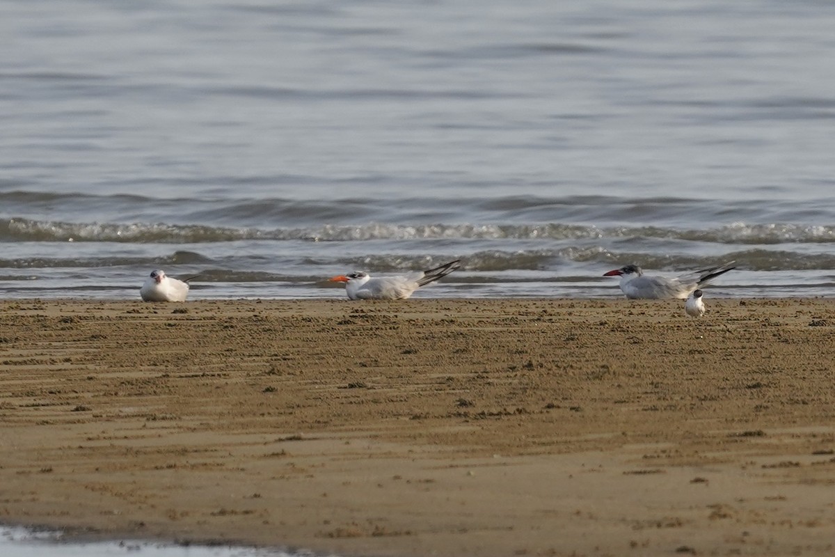 Caspian Tern - ML644199921