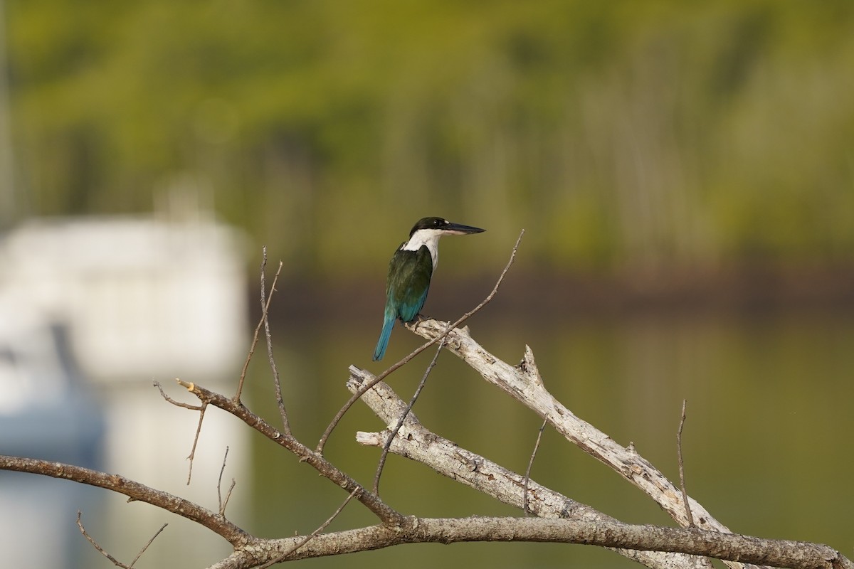 Torresian Kingfisher - ML644199925