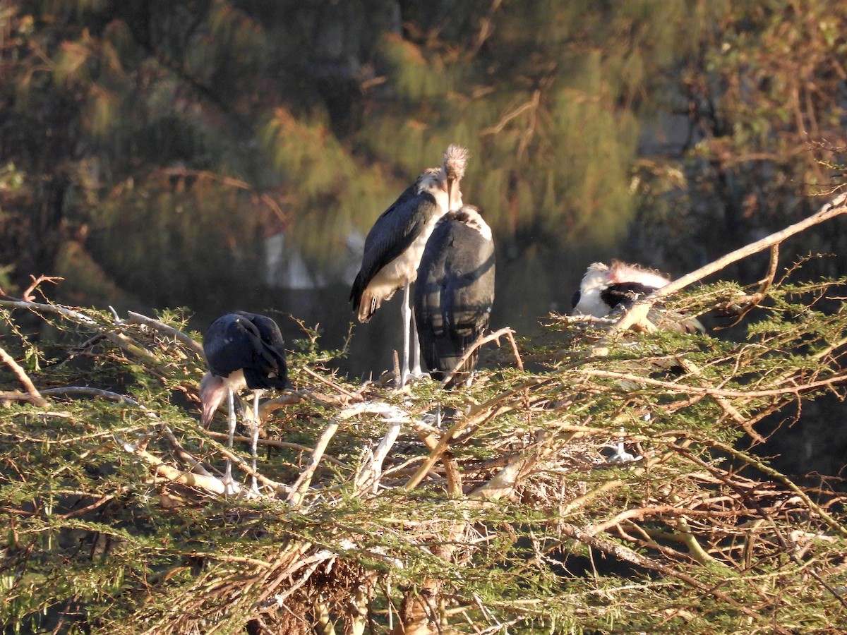 Marabou Stork - ML644199927