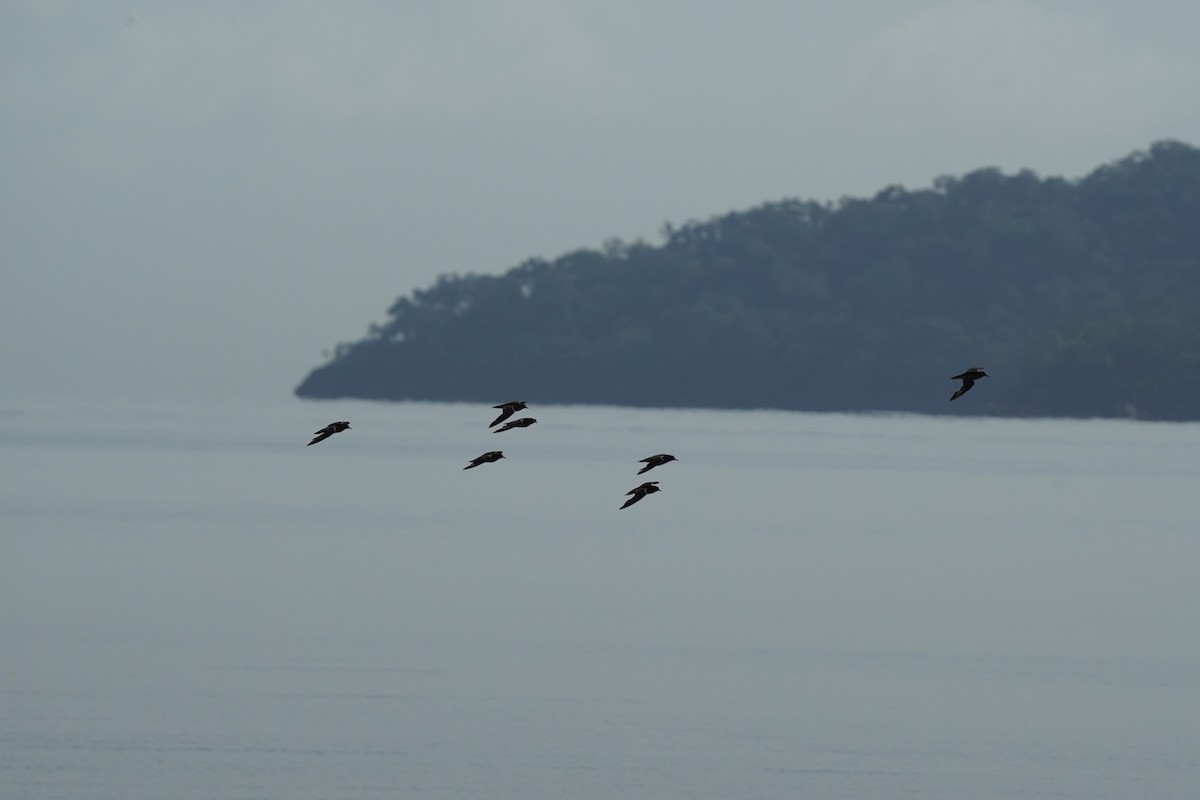Pacific Golden-Plover - ML644199929