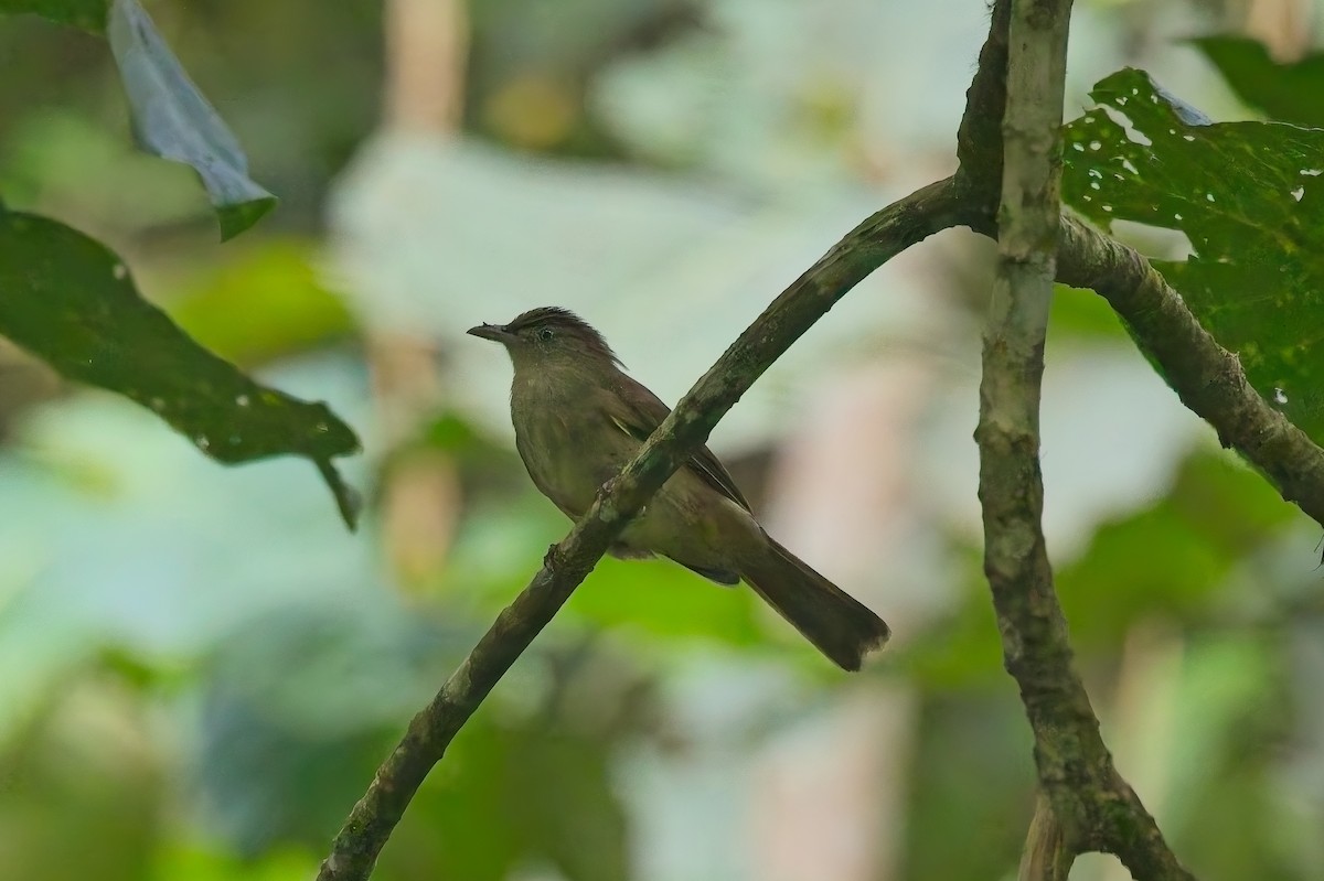 Charlotte's Bulbul - ML644199931