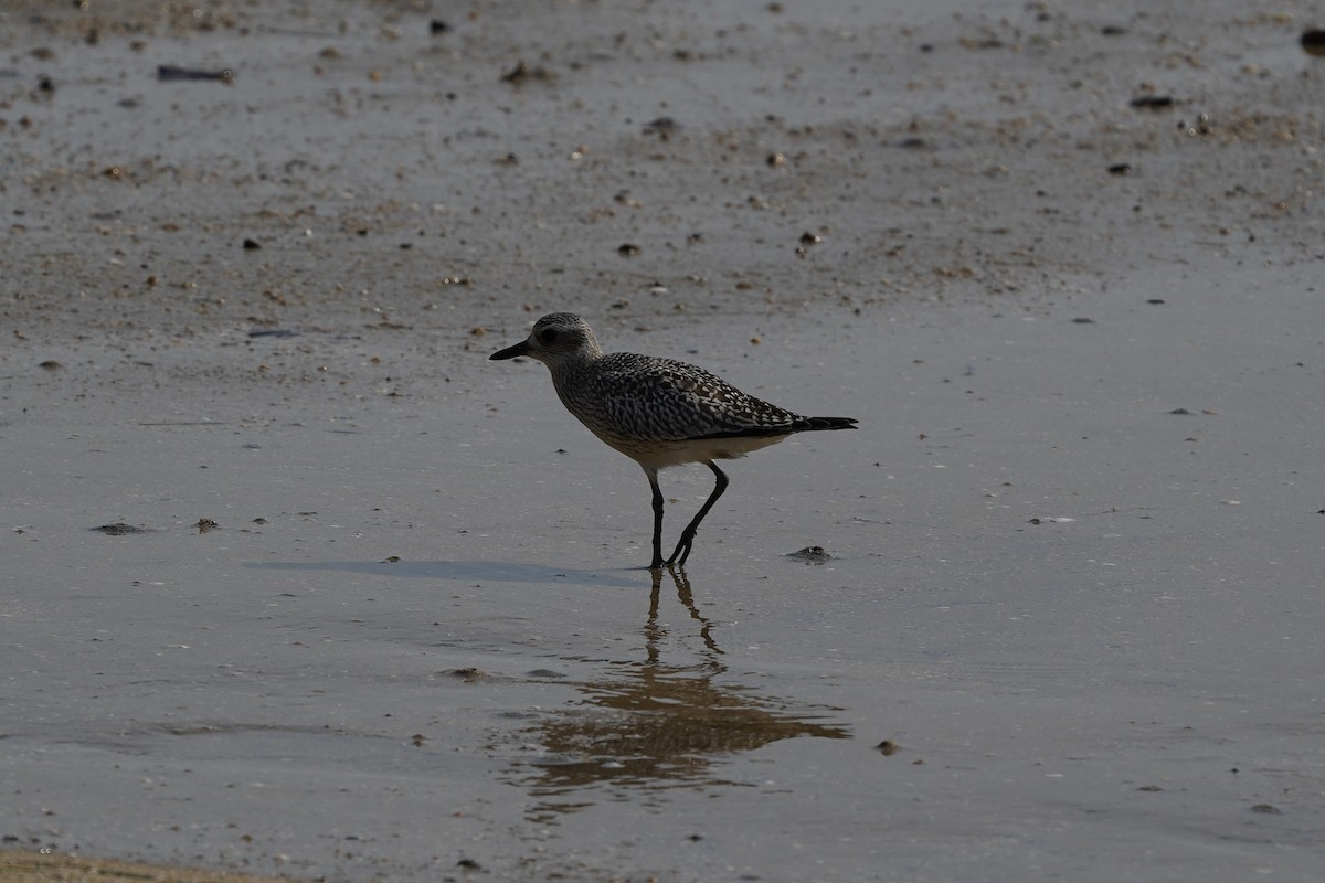 Black-bellied Plover - ML644199933