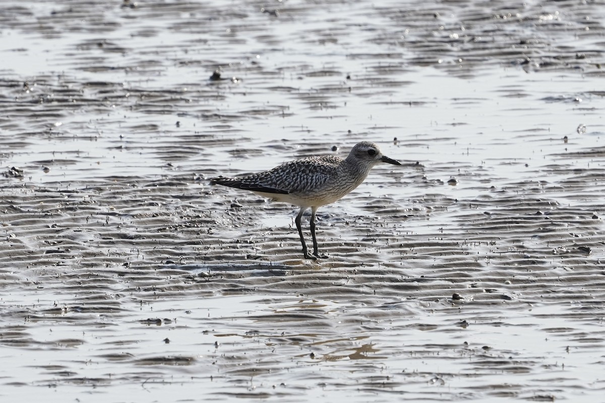 Black-bellied Plover - ML644199934