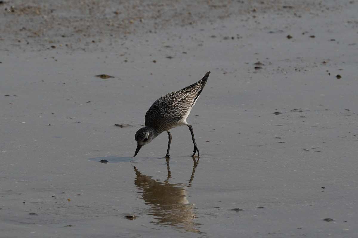 Black-bellied Plover - ML644199935