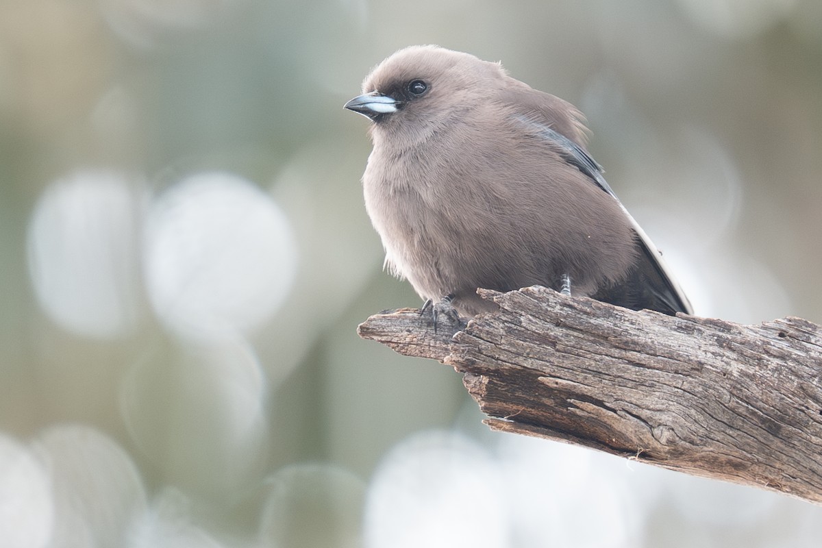 Dusky Woodswallow - ML644199963