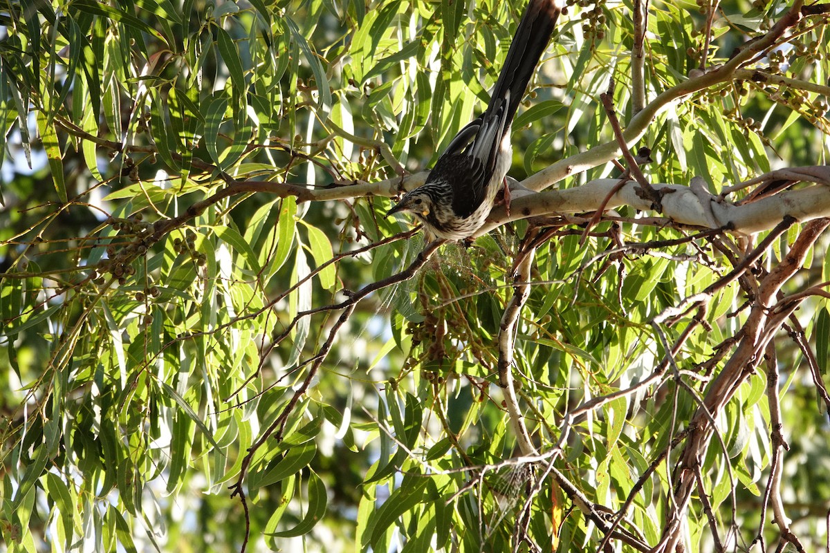 Yellow Wattlebird - ML644199978