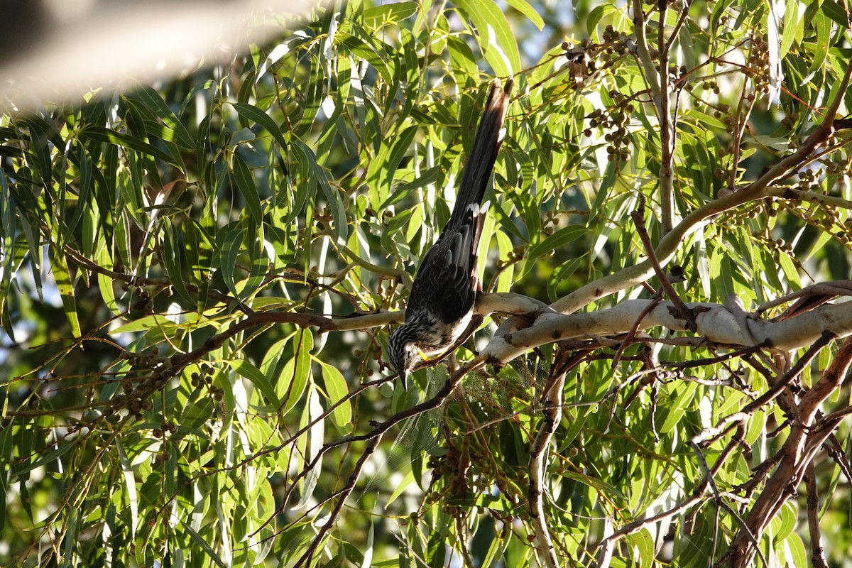Yellow Wattlebird - ML644199982