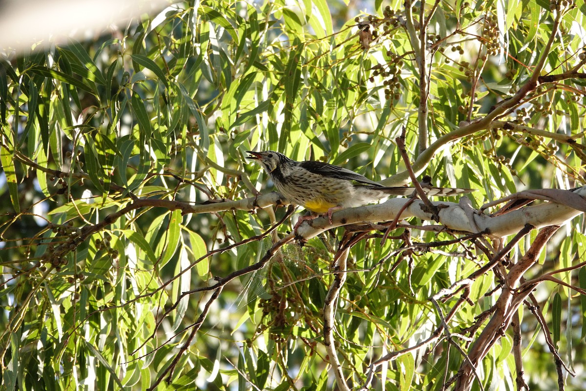 Yellow Wattlebird - ML644199983