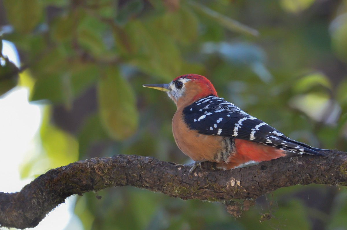 Rufous-bellied Woodpecker - ML644200033
