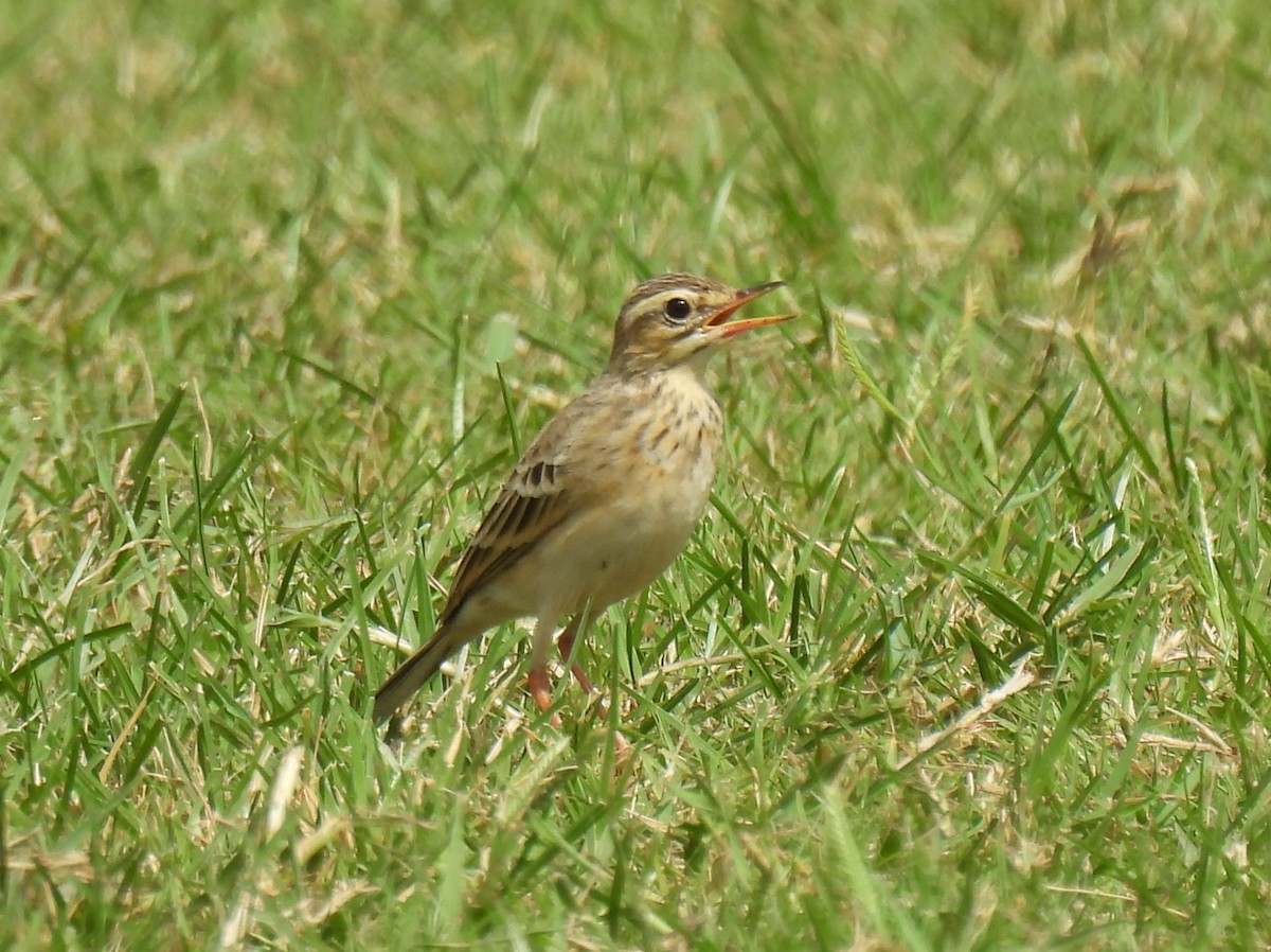 Bisbita de Richard - ML644200084