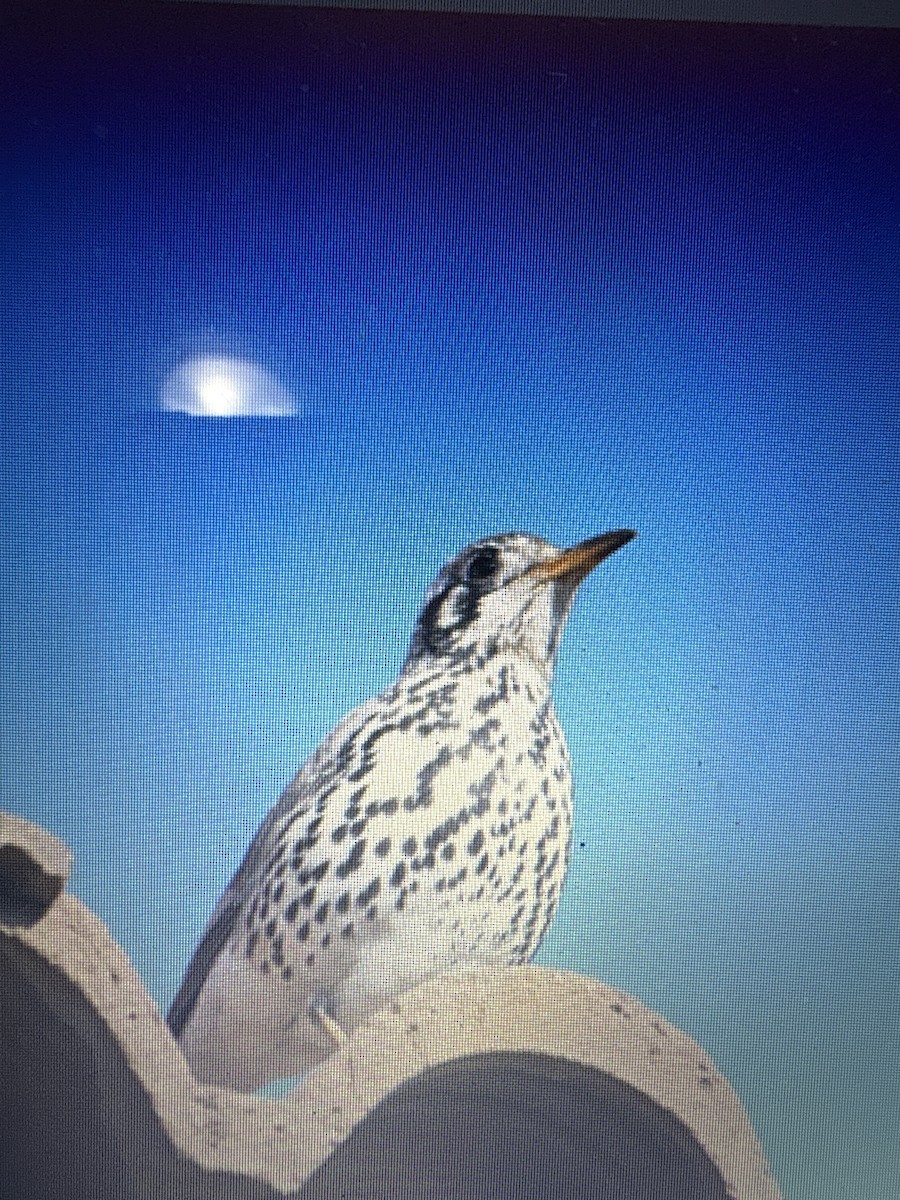 Groundscraper Thrush - ML644200085