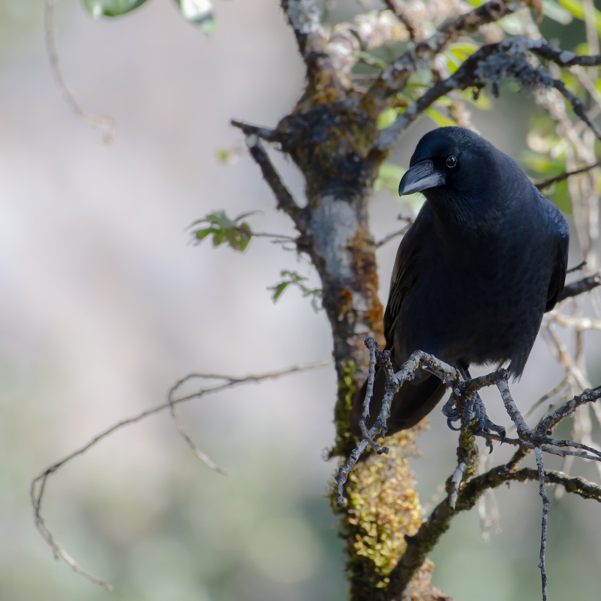 Ворона великодзьоба - ML644200089