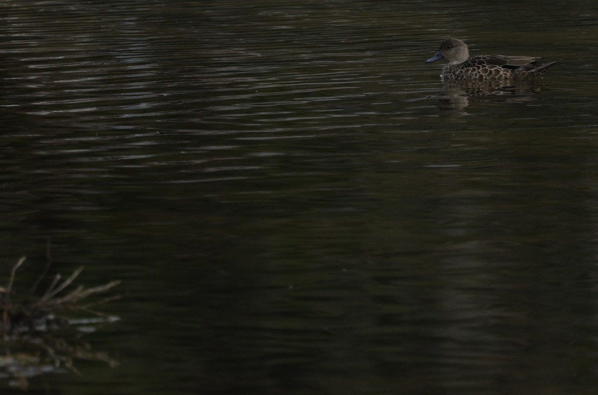 Zertzeta grisa - ML644200093