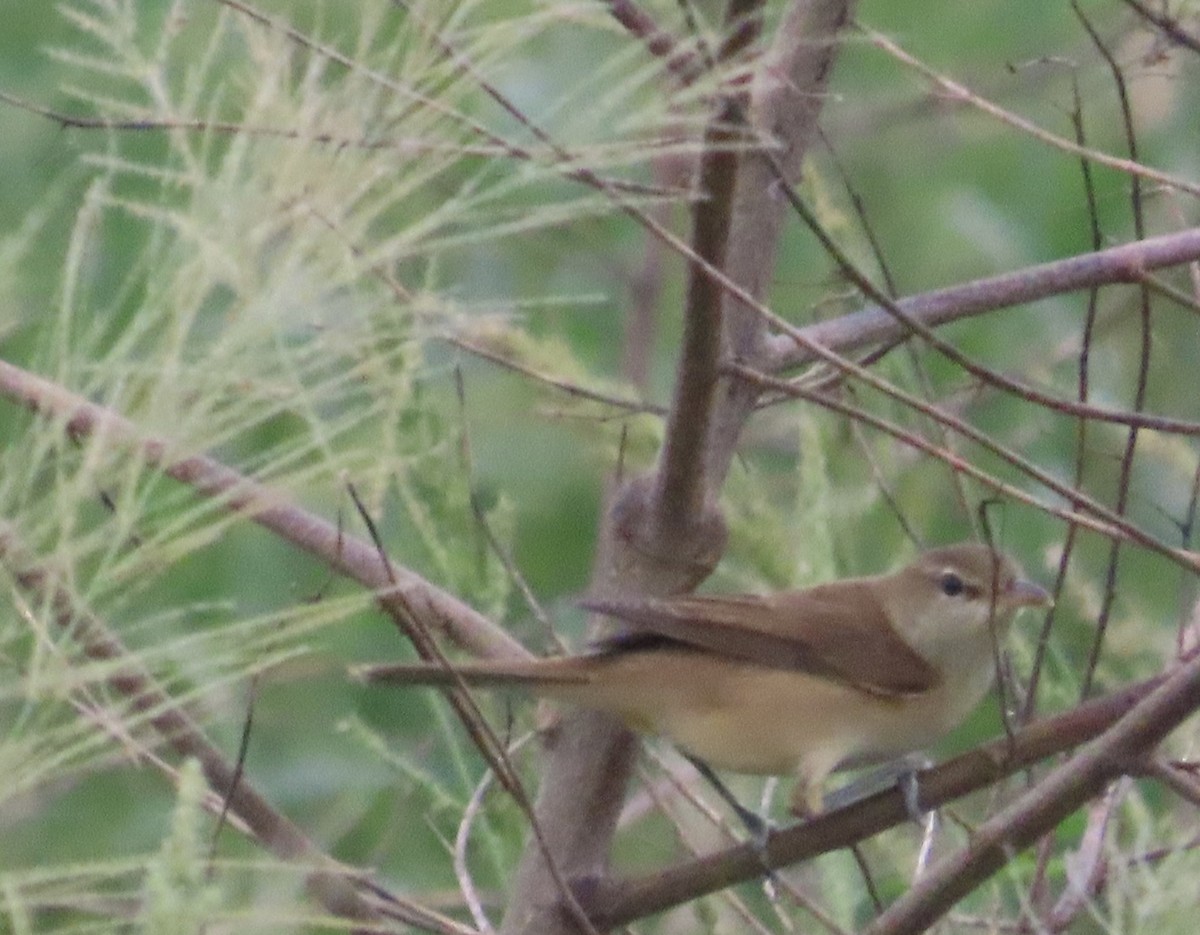 Дорнын охил бялзуухай - ML644200095