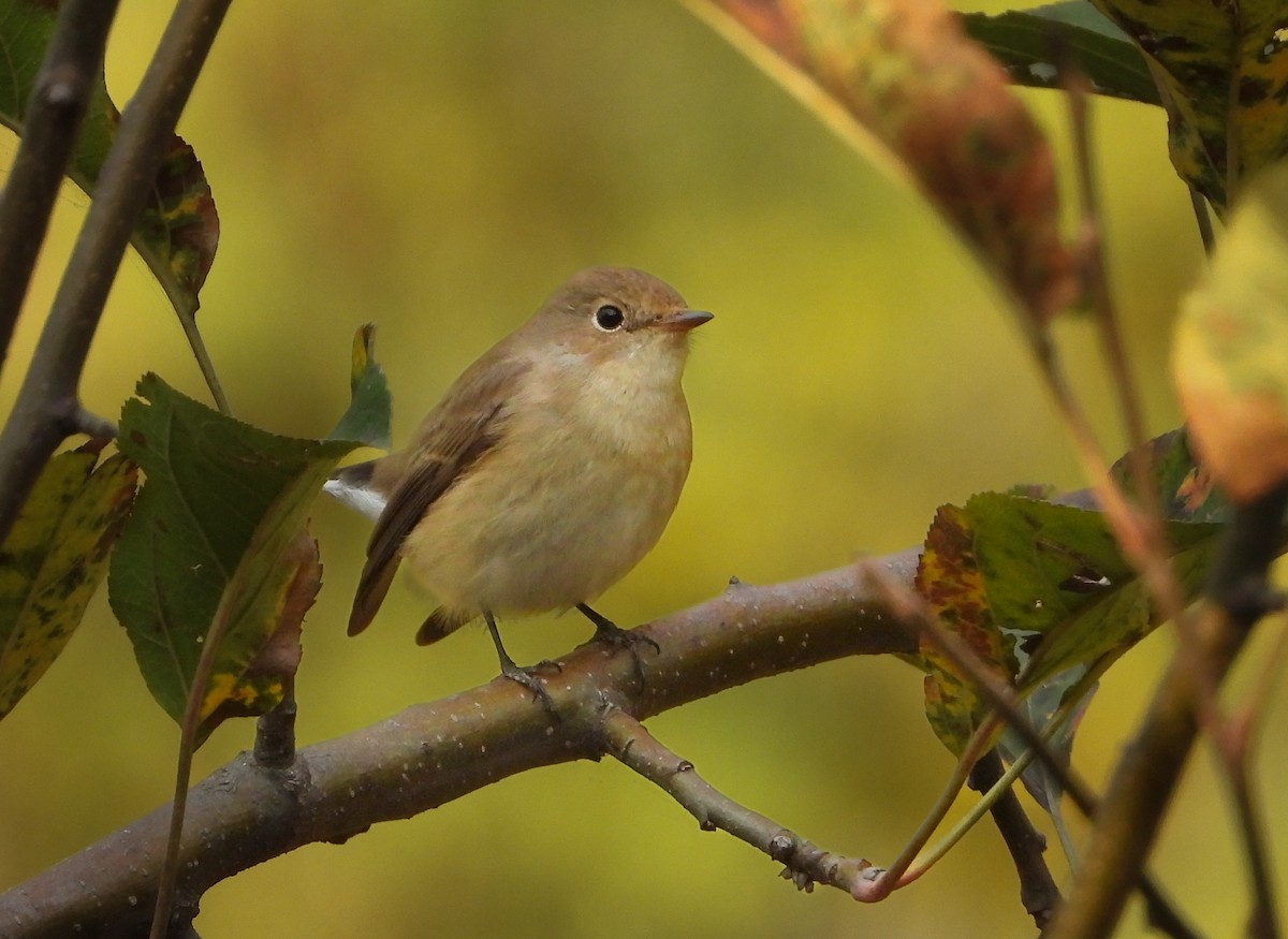 Red-breasted Flycatcher - ML644200096