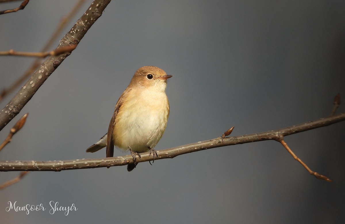 Red-breasted Flycatcher - ML644200097