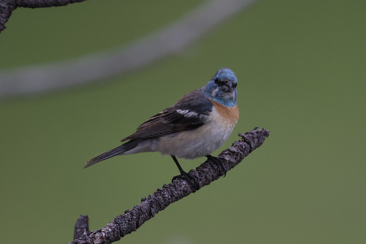 Lazuli Bunting - ML644200107
