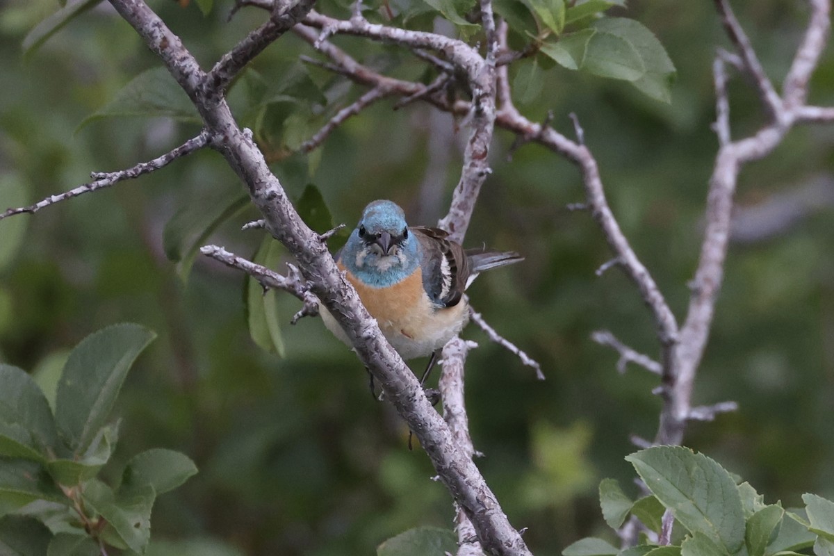 Lazuli Bunting - ML644200108