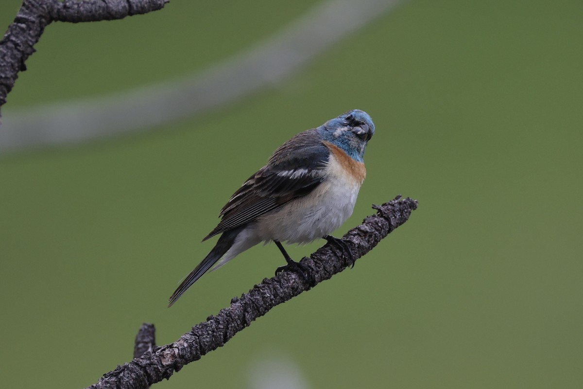 Lazuli Bunting - ML644200115