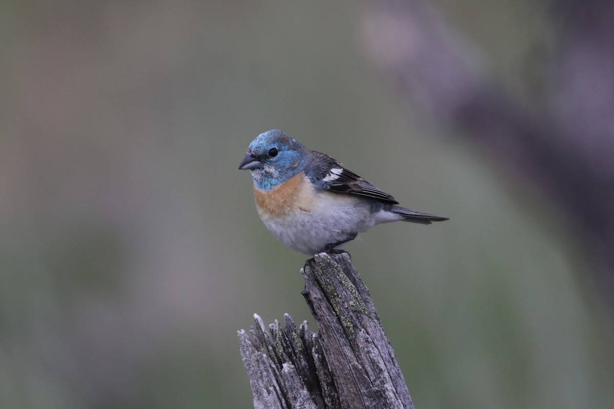 Lazuli Bunting - ML644200116