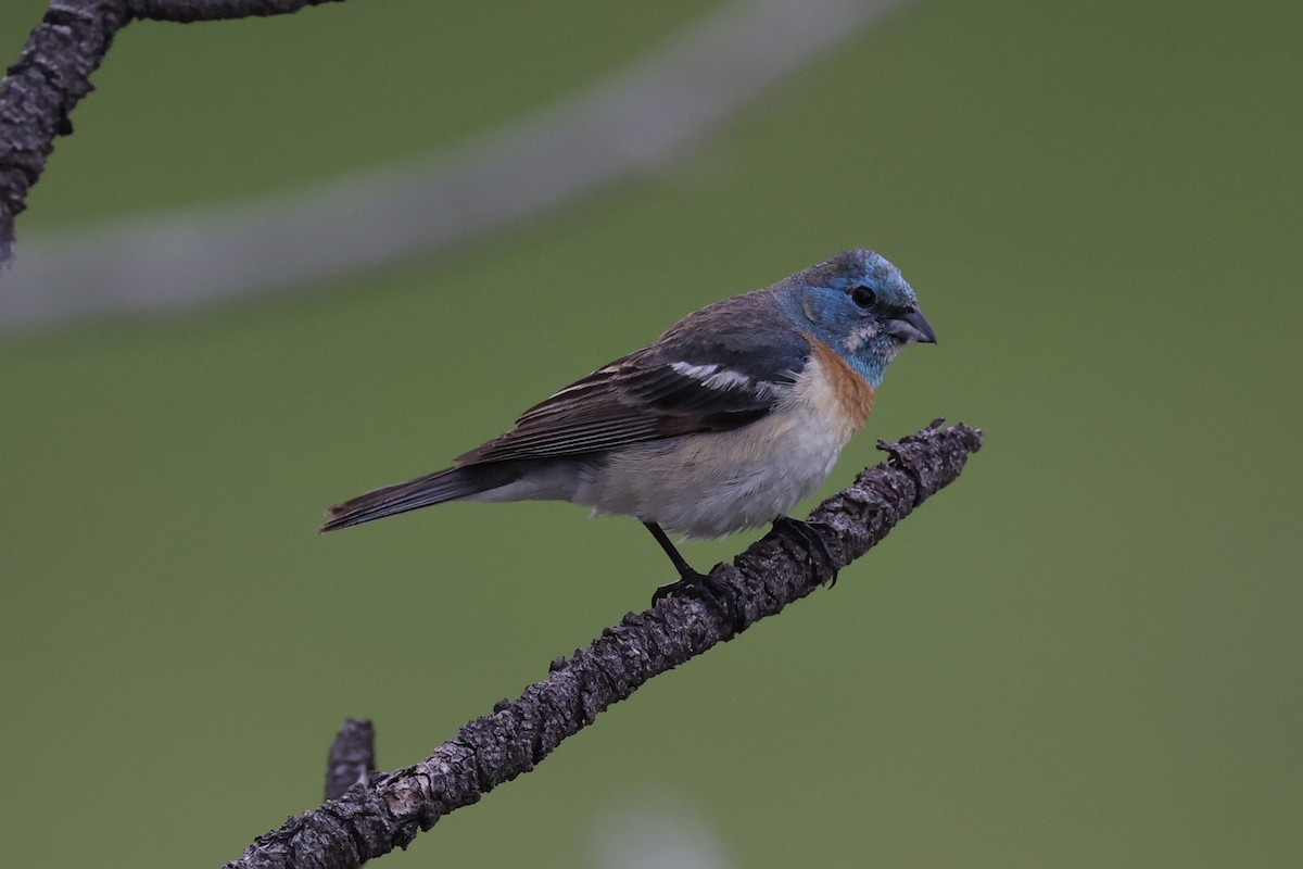 Lazuli Bunting - ML644200117