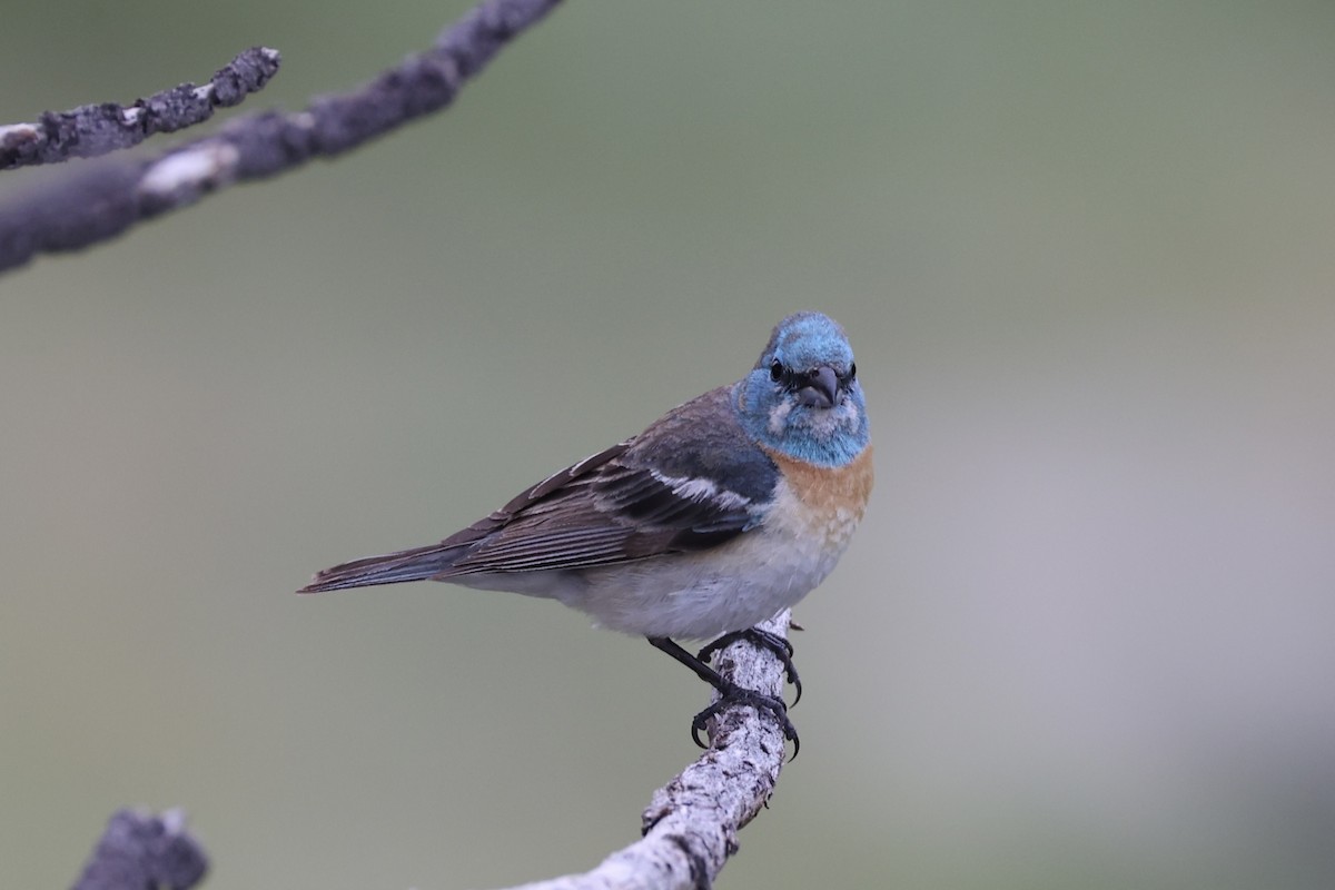 Lazuli Bunting - ML644200119