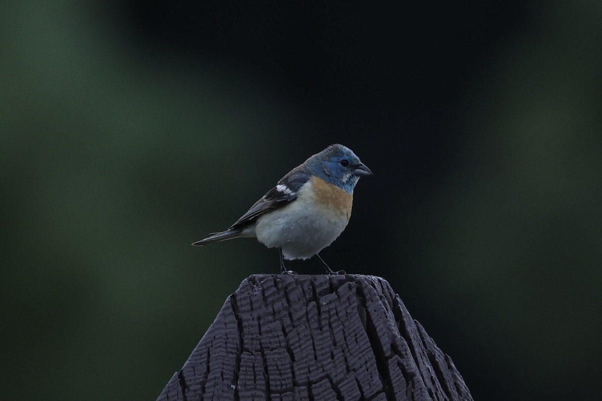 Lazuli Bunting - ML644200120