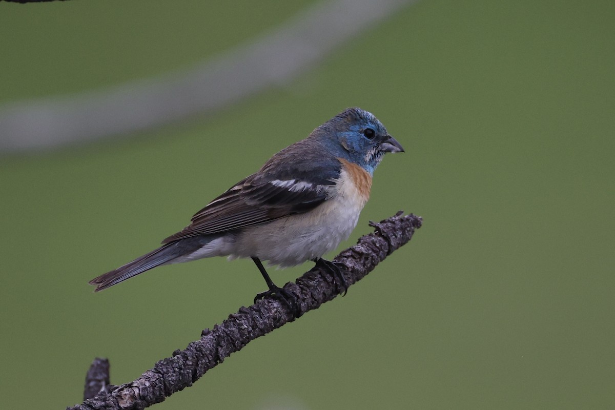 Lazuli Bunting - ML644200121