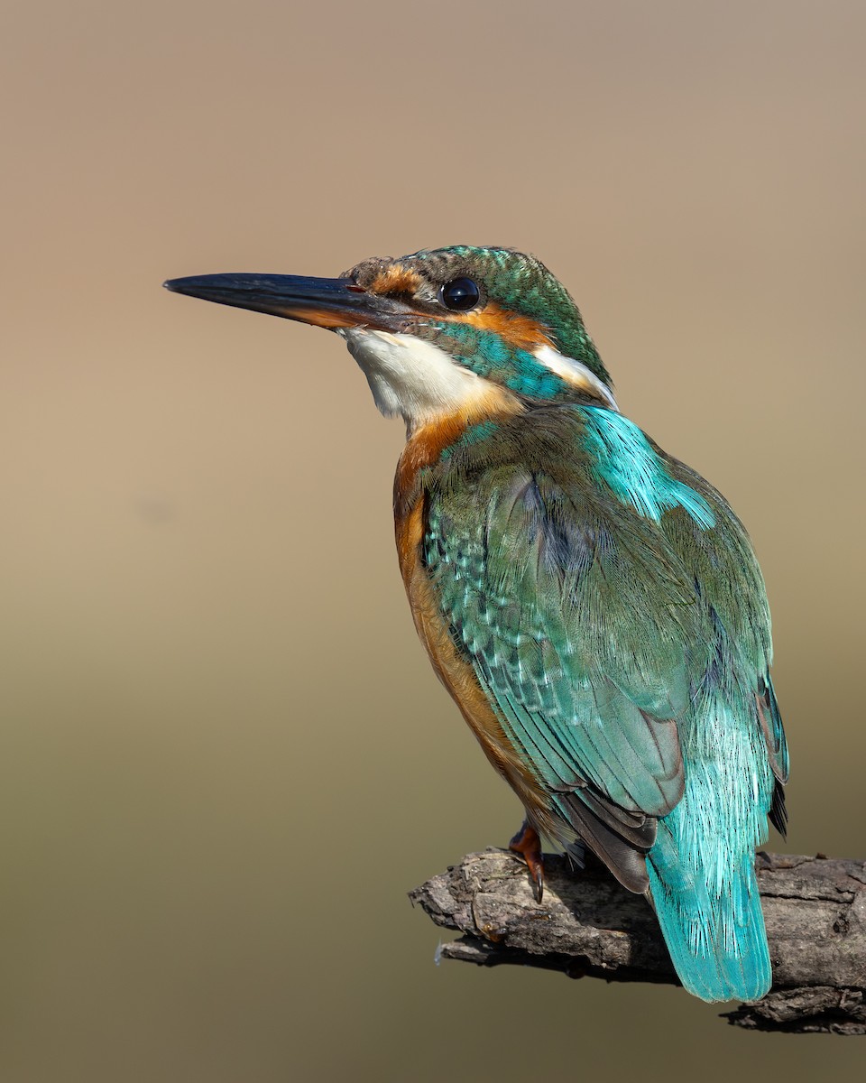 翠鳥 - ML644200152