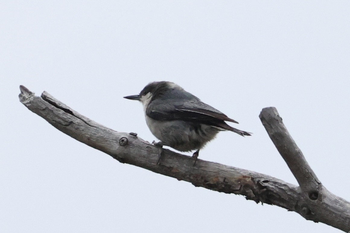 pygméspettmeis - ML644200219