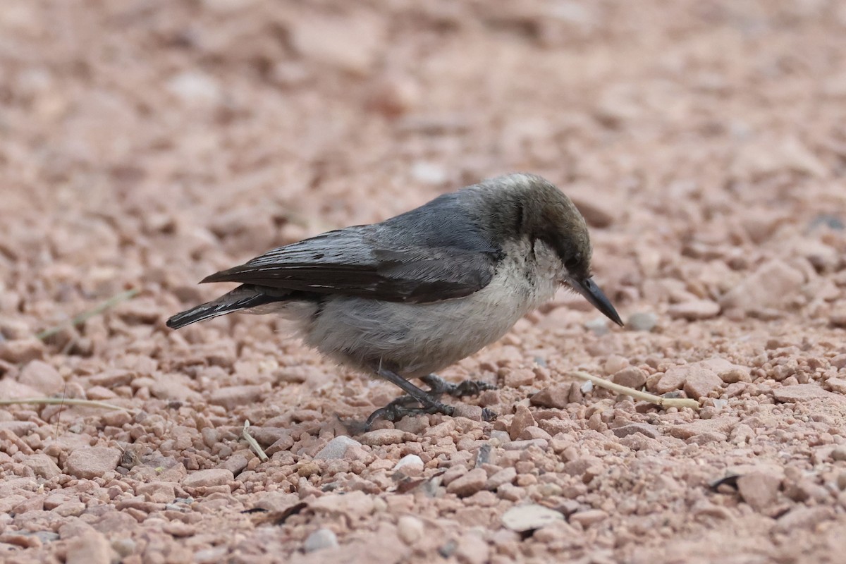 pygméspettmeis - ML644200221