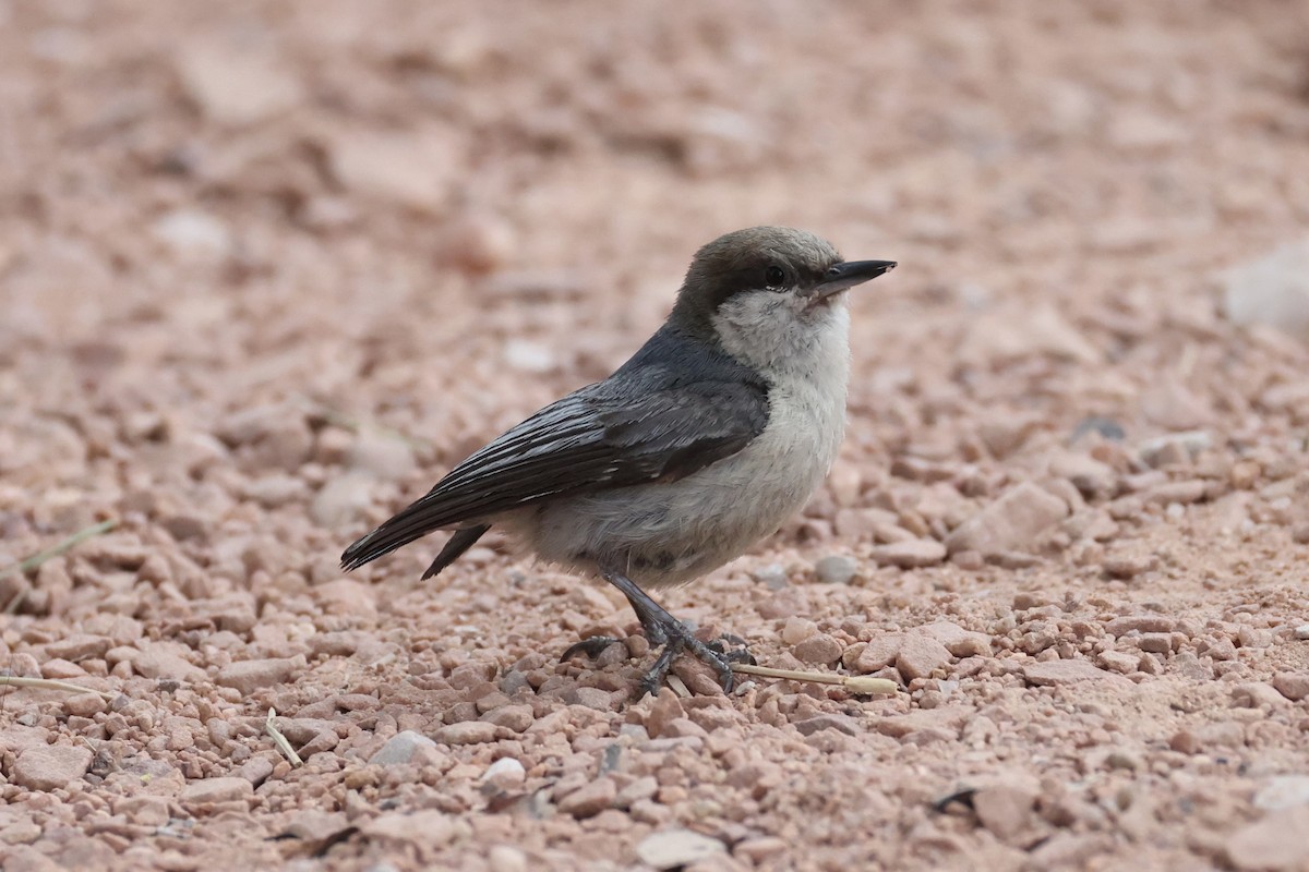 pygméspettmeis - ML644200222