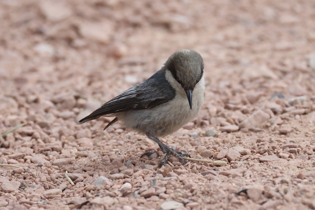 pygméspettmeis - ML644200223