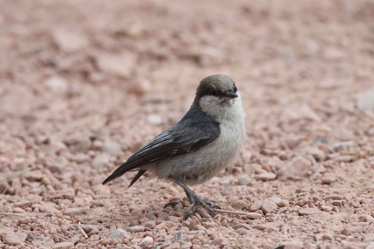 pygméspettmeis - ML644200225