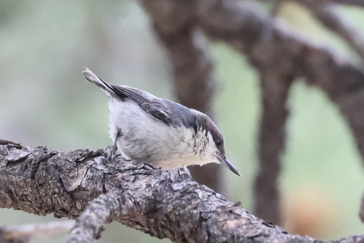 pygméspettmeis - ML644200226